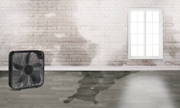 Best Residential water damage restoration  in Tallahassee, FL
